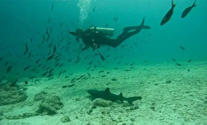 Diver near a whitetip reef shark.