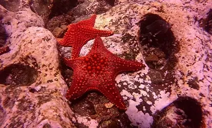 Estrella de mar.