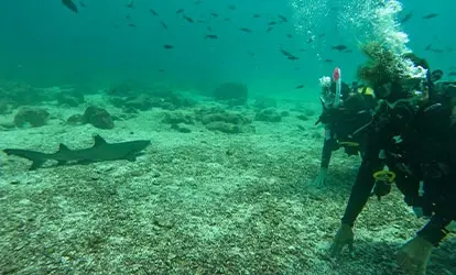 Personas buceando junto a un tiburón tintorera.