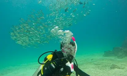 Persona buceando junto a un cardúmen de peces.