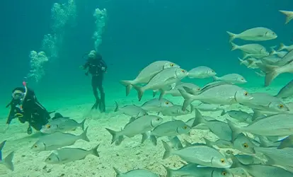 Personas buceando con peces.