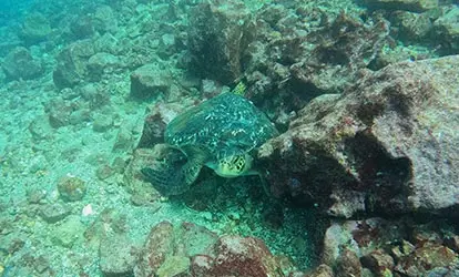 Sea turtle.