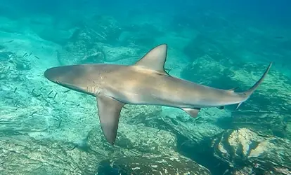 Tiburón de Galápagos.