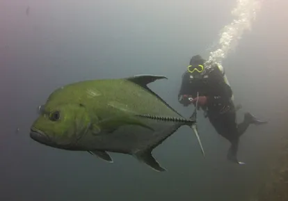 Diver.