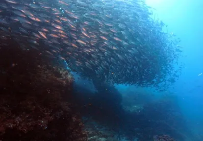 Fish.