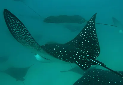 Rayas águila.