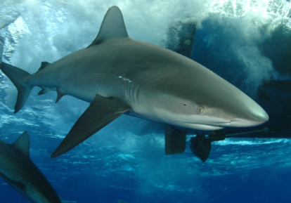 Tiburón de Galápagos.