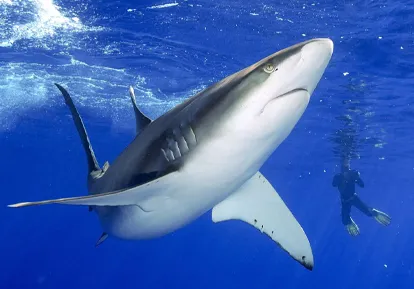 Tiburón de Galápagos.