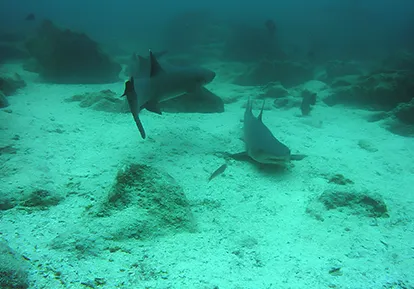 Tiburón Punta blanca.