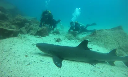 Tiburón punta blanca en Daphne Menor.