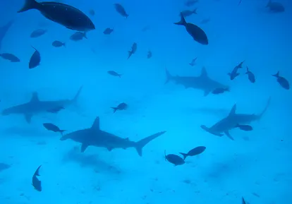 Tiburones Martillo.