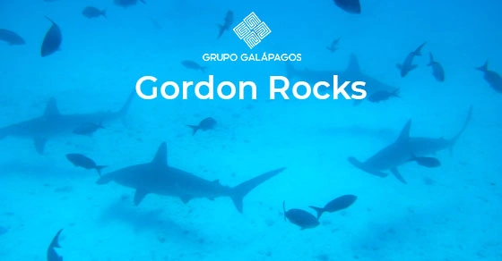 Diving Gordon Rocks Gordon Rocks 2026 | Diving Trips Galapagos