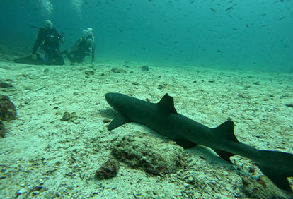 Scuba diver next to a whitetip shark.