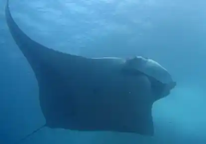 Giant devil ray.