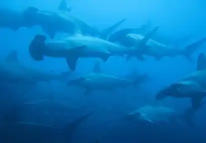 Tiburones martillo.
