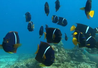 Peces.
