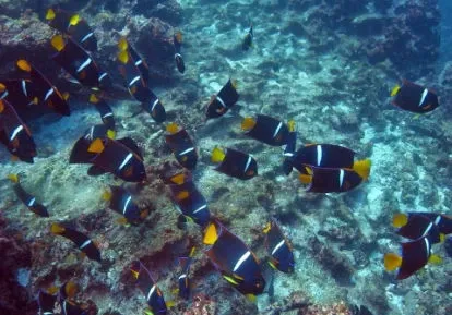 Peces.