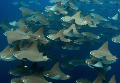 Rayas Doradas.