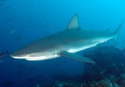 Tiburón de Galápagos.