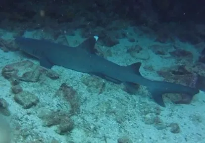 Tiburón Punta blanca.