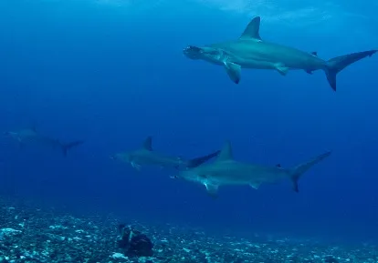 Tiburones martillo.