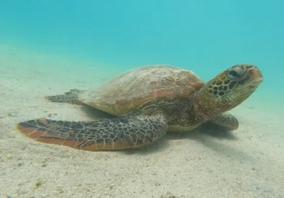 Tortugas Marinas.