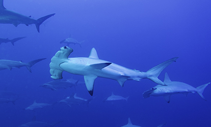 Grupo de tiburones martillo.