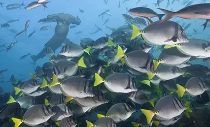 School of fish.