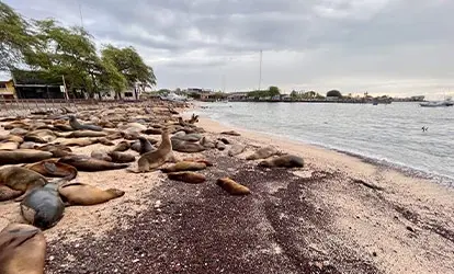 Sea lions at the pier on San Cristobal Island.