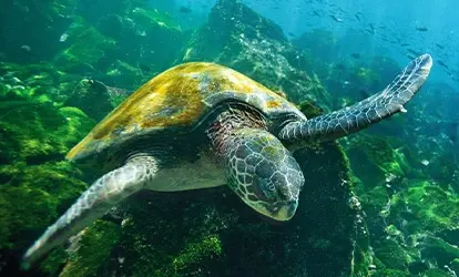 Sea turtle.
