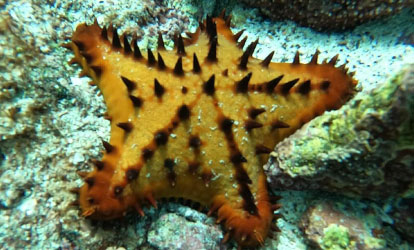Starfish.