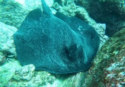 Ray.