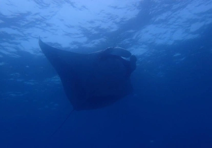 Eagle Ray.