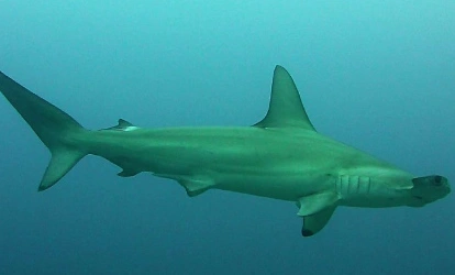 Tiburones martillo en Seymour norte canal.