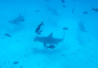 Hammerhead Sharks.
