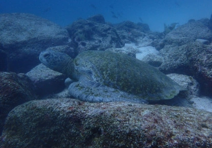 Sea turtle.